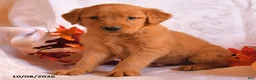 Golden Retriever dogs for sale: Baxter - Ad 3