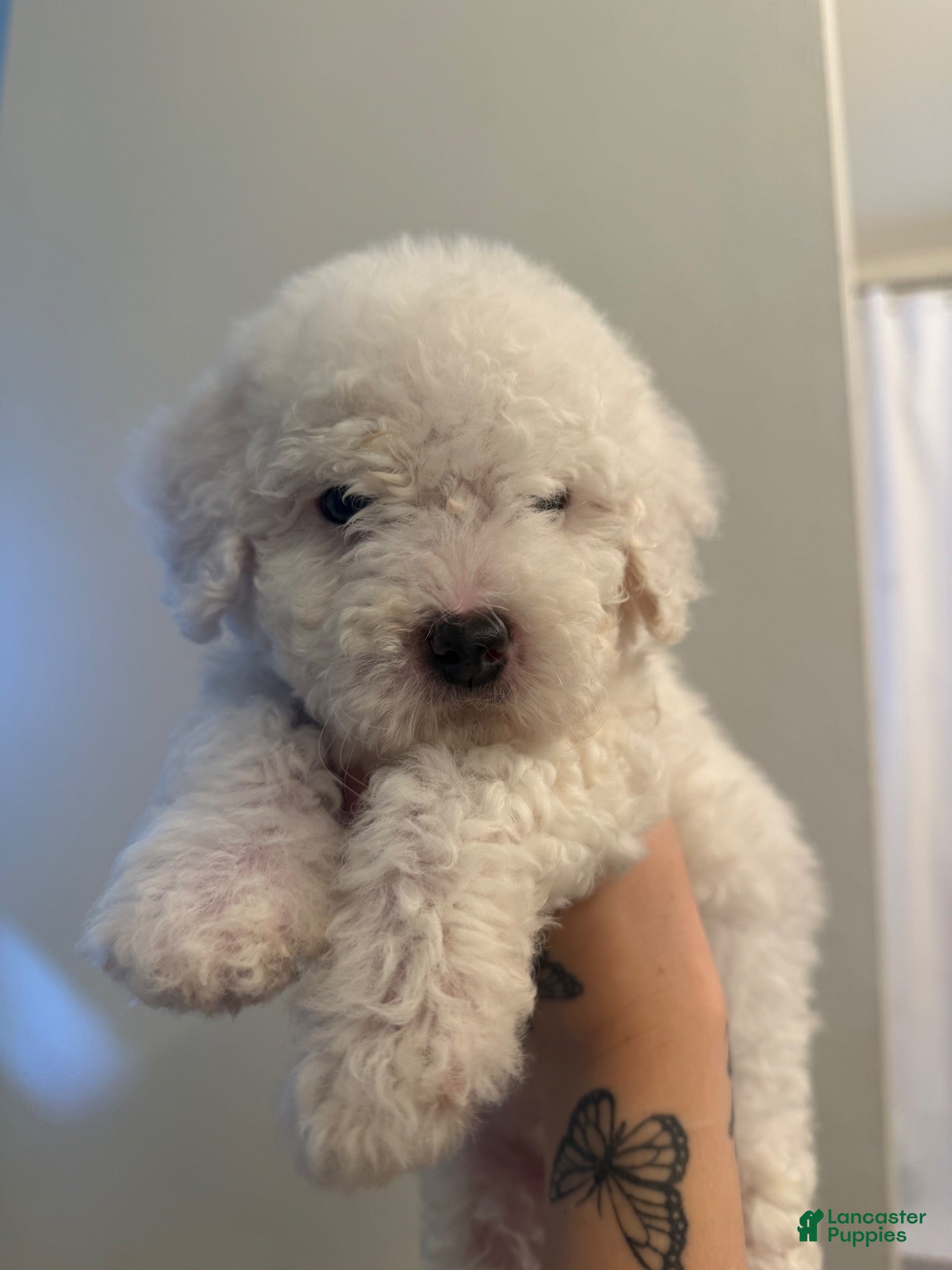 Toy Poodle dogs for sale: Casper - Ad 1