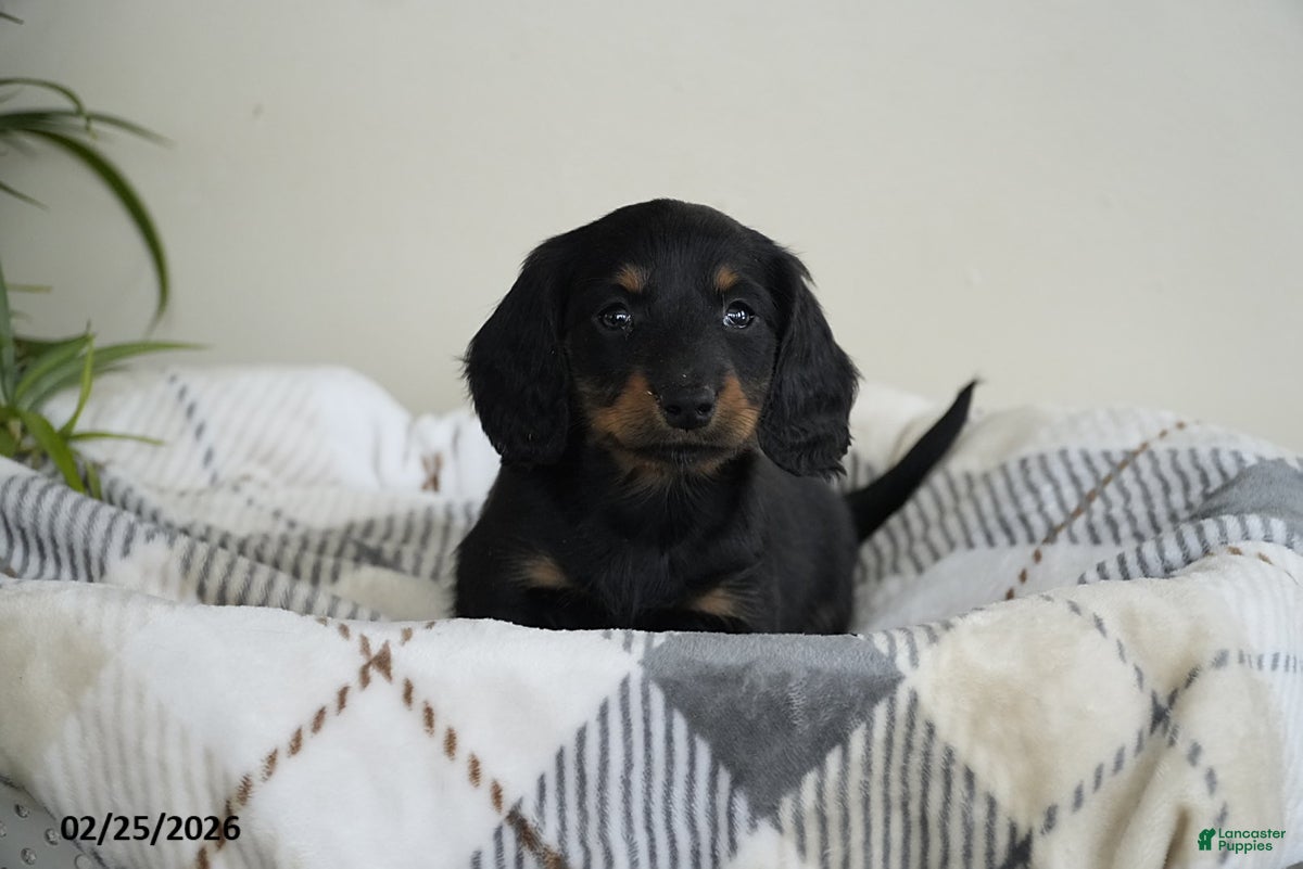 Miniature Dachshund dogs Dallas - Ad 2