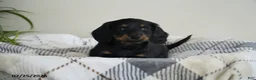 Miniature Dachshund dogs for sale: Dallas - Ad 2