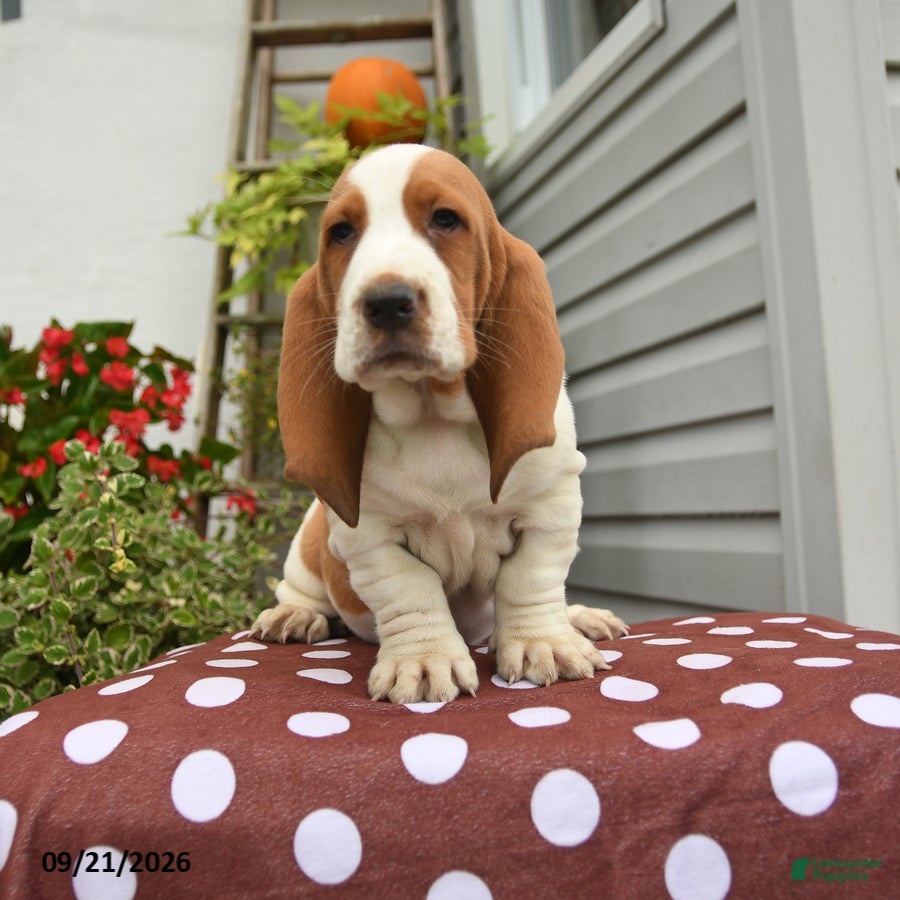 Basset Hound dogs Job - Ad 1