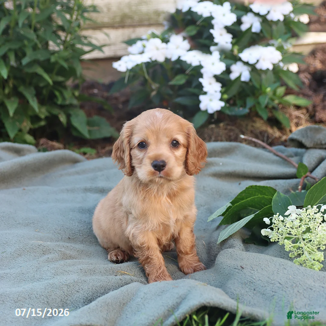English Cocker Spaniel dogs for sale: Mocha - Ad 1