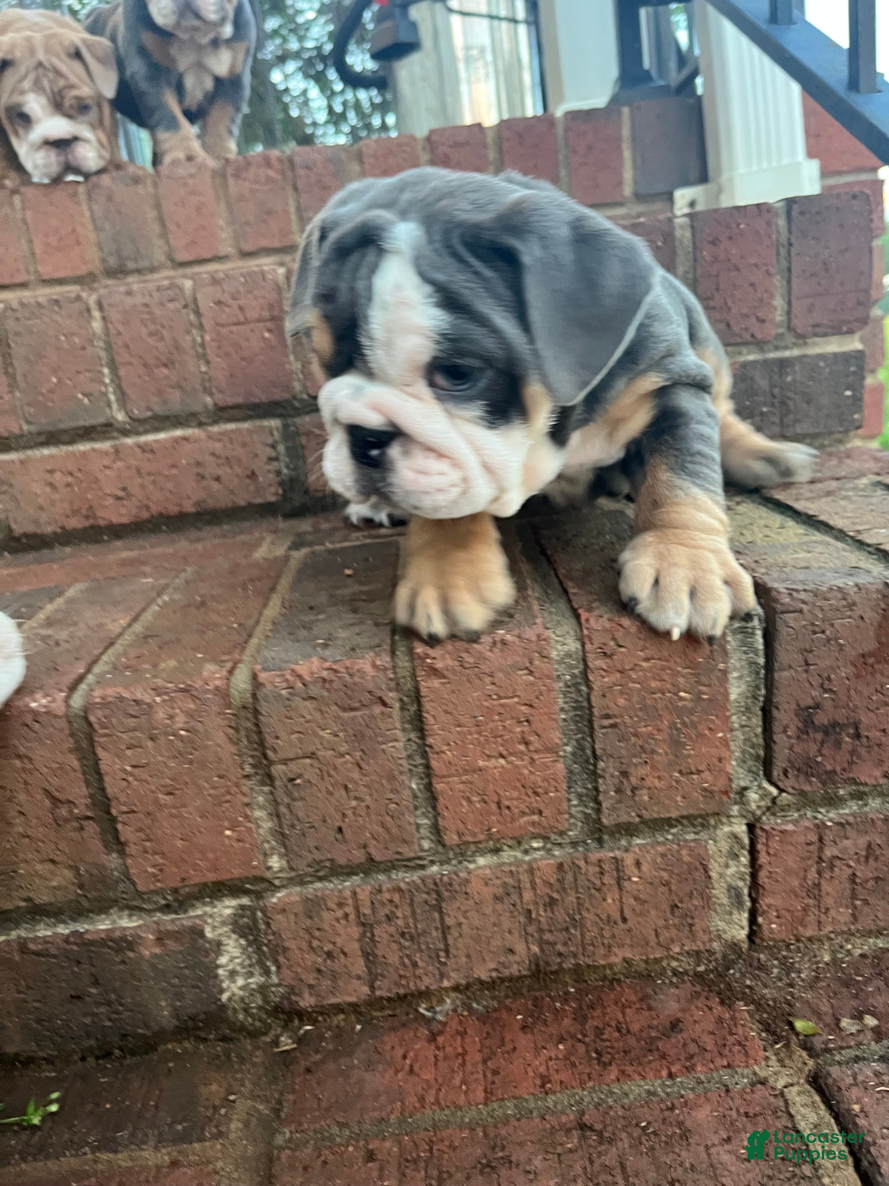 English Bulldog dogs for sale: English Bulldog Puppy 4 - Ad 3