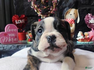 English Bulldog dogs Love - Ad 2