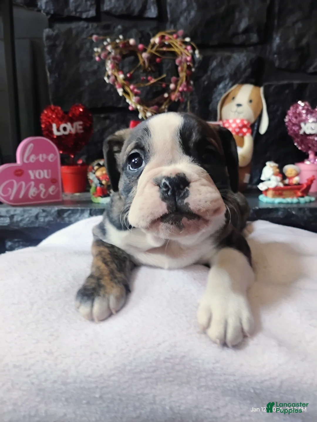English Bulldog dogs for sale: Love - Ad 1
