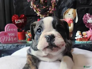 English Bulldog dogs Love - Ad 4