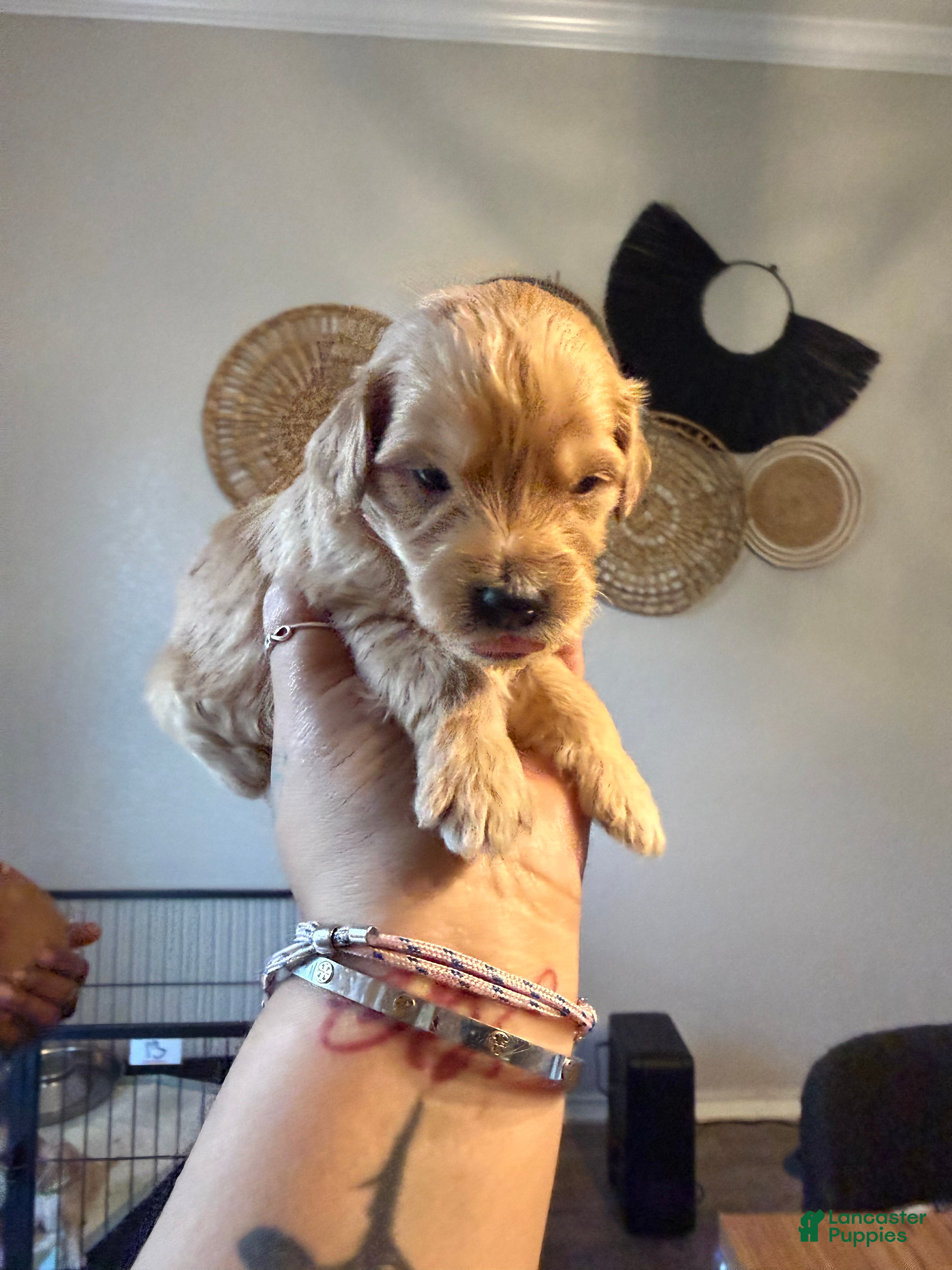 Mini Goldendoodle dogs Tiffany - Ad 36