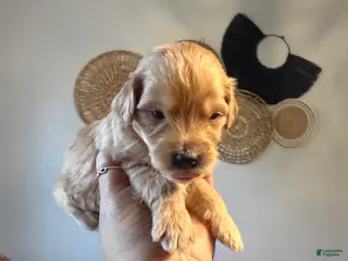 Mini Goldendoodle dogs Tiffany - Ad 36