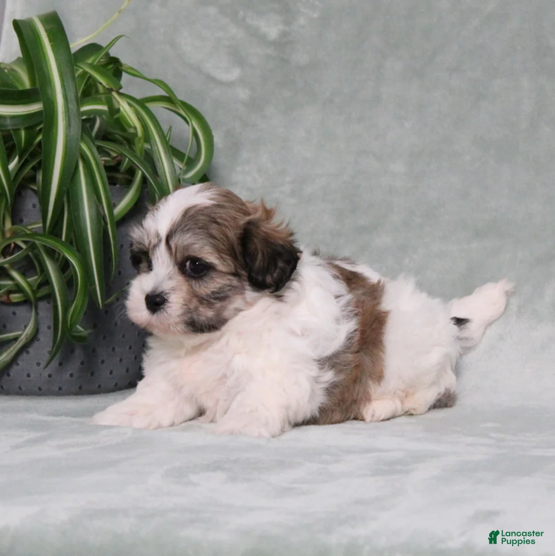 Teddy Bear dogs for sale: Dolton - Ad 5
