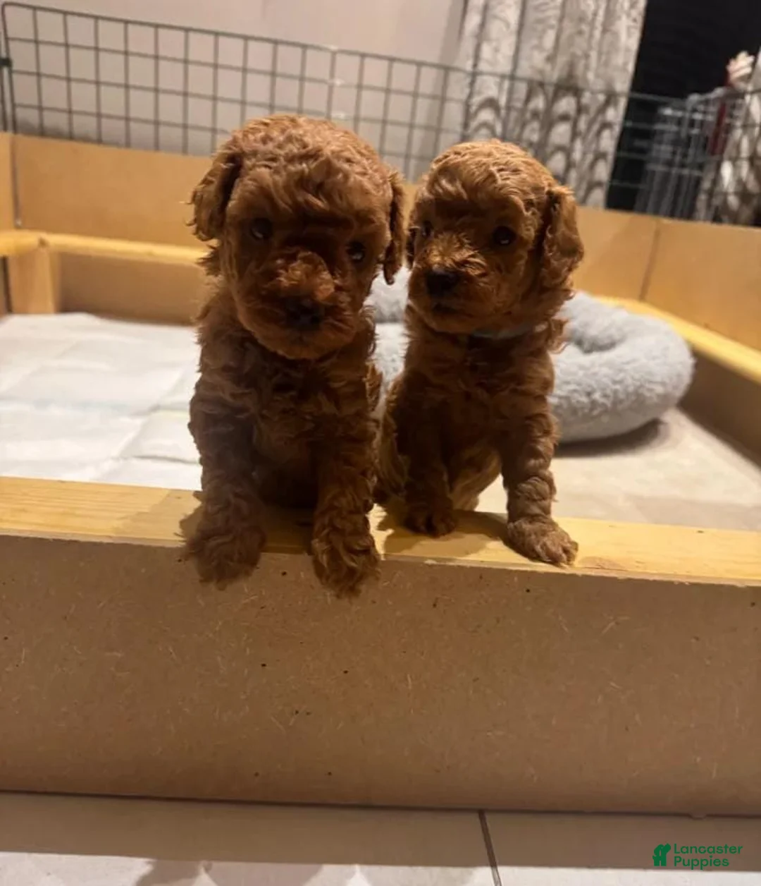 Maltipoo dogs for sale: Maya - Ad 4