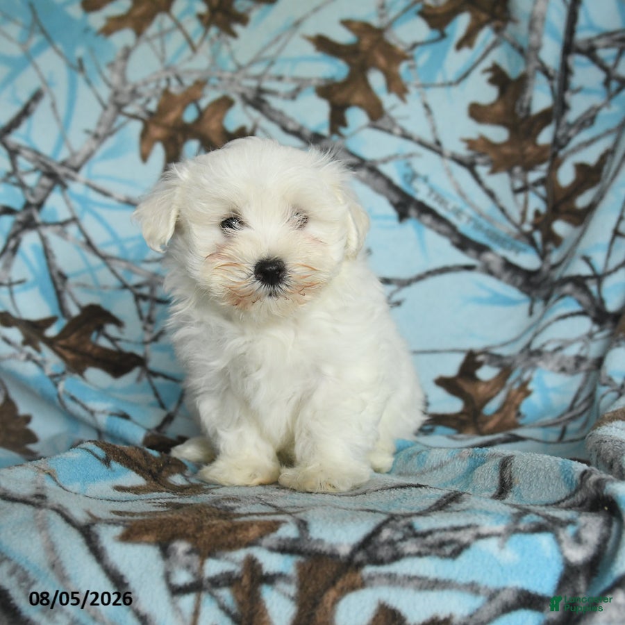 Maltese dogs Irresistible - Ad 1