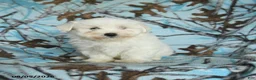 Maltese dogs for sale: Irresistible - Ad 1