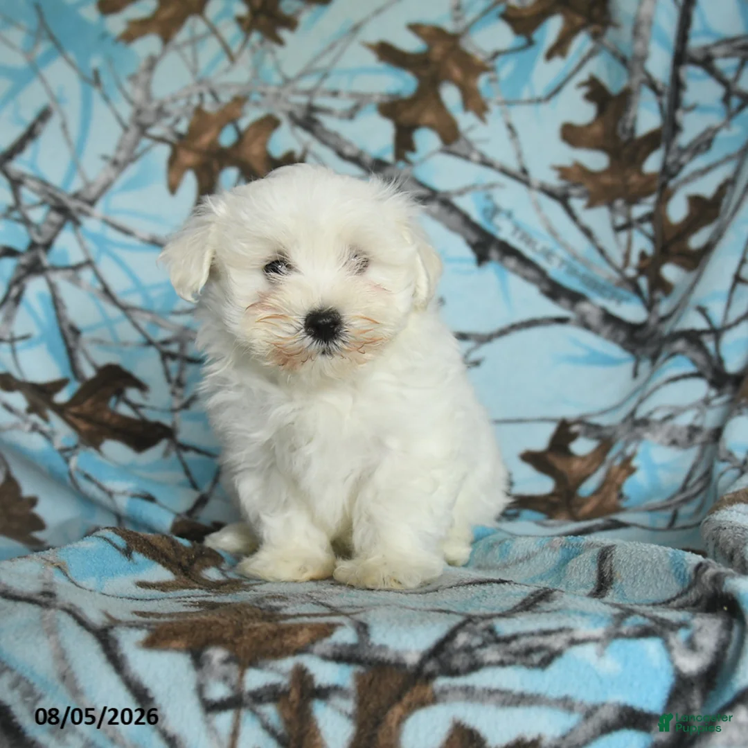 Maltese dogs for sale: Irresistible - Ad 1