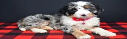 Mini Bernedoodle dogs for sale: Brenda - Ad 13