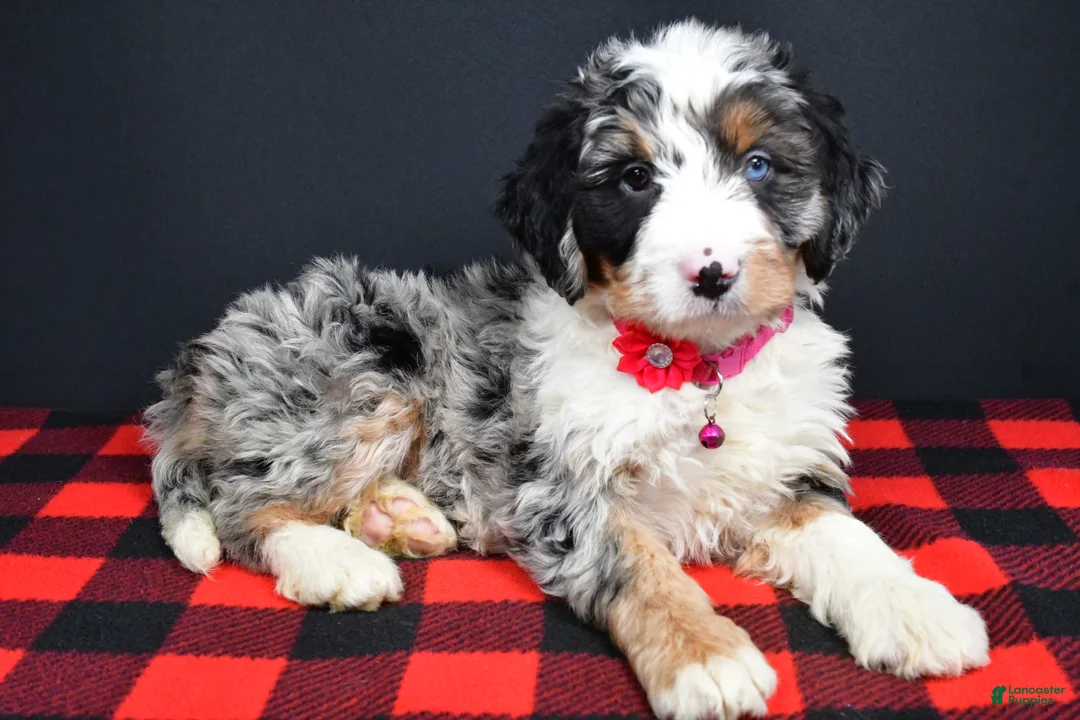 Mini Bernedoodle dogs for sale: Brenda - Ad 13