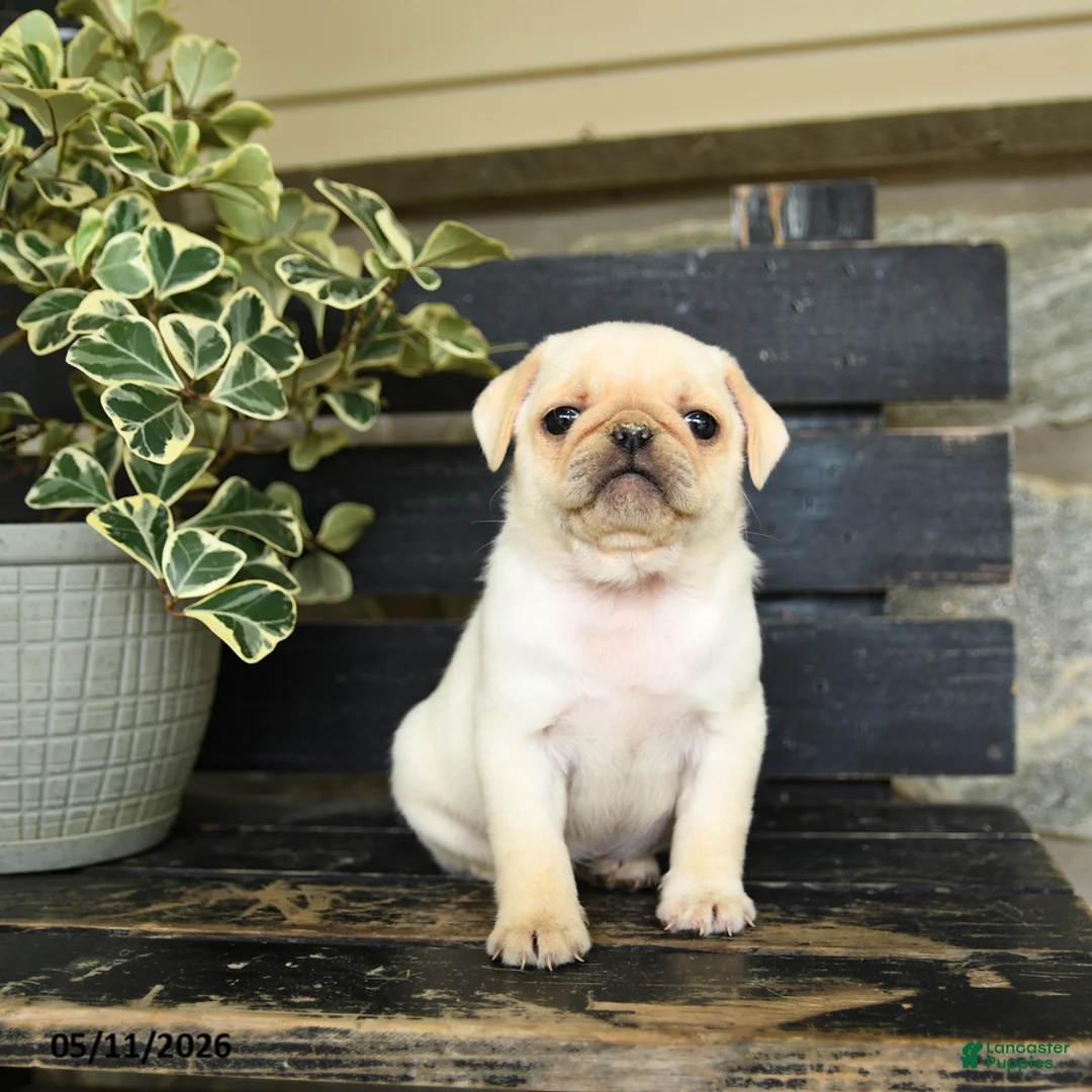 Pug dogs for sale: River - Ad 1