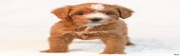 Mini Goldendoodle dogs for sale: Kira - Ad 5