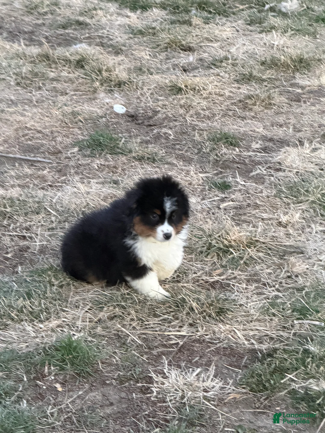 Miniature Australian Shepherd dogs for sale: Buck - Ad 1