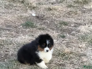 Miniature Australian Shepherd dogs for sale: Buck - Ad 2