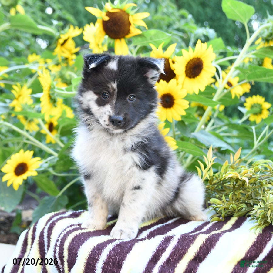 Pomsky dogs Alivia - Ad 1