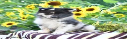 Pomsky dogs for sale: Alivia - Ad 1