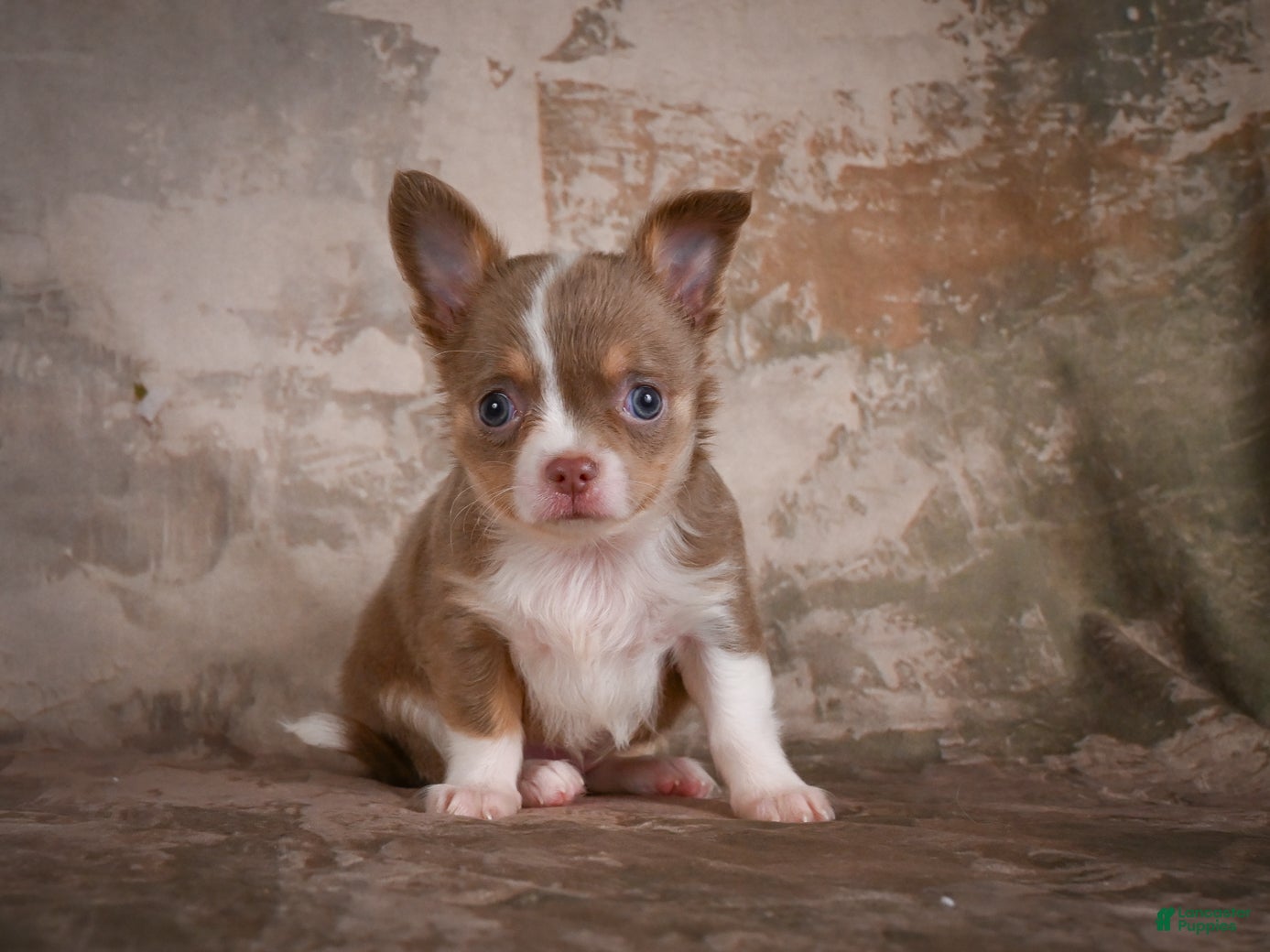 Chihuahua dogs Eli - Ad 2