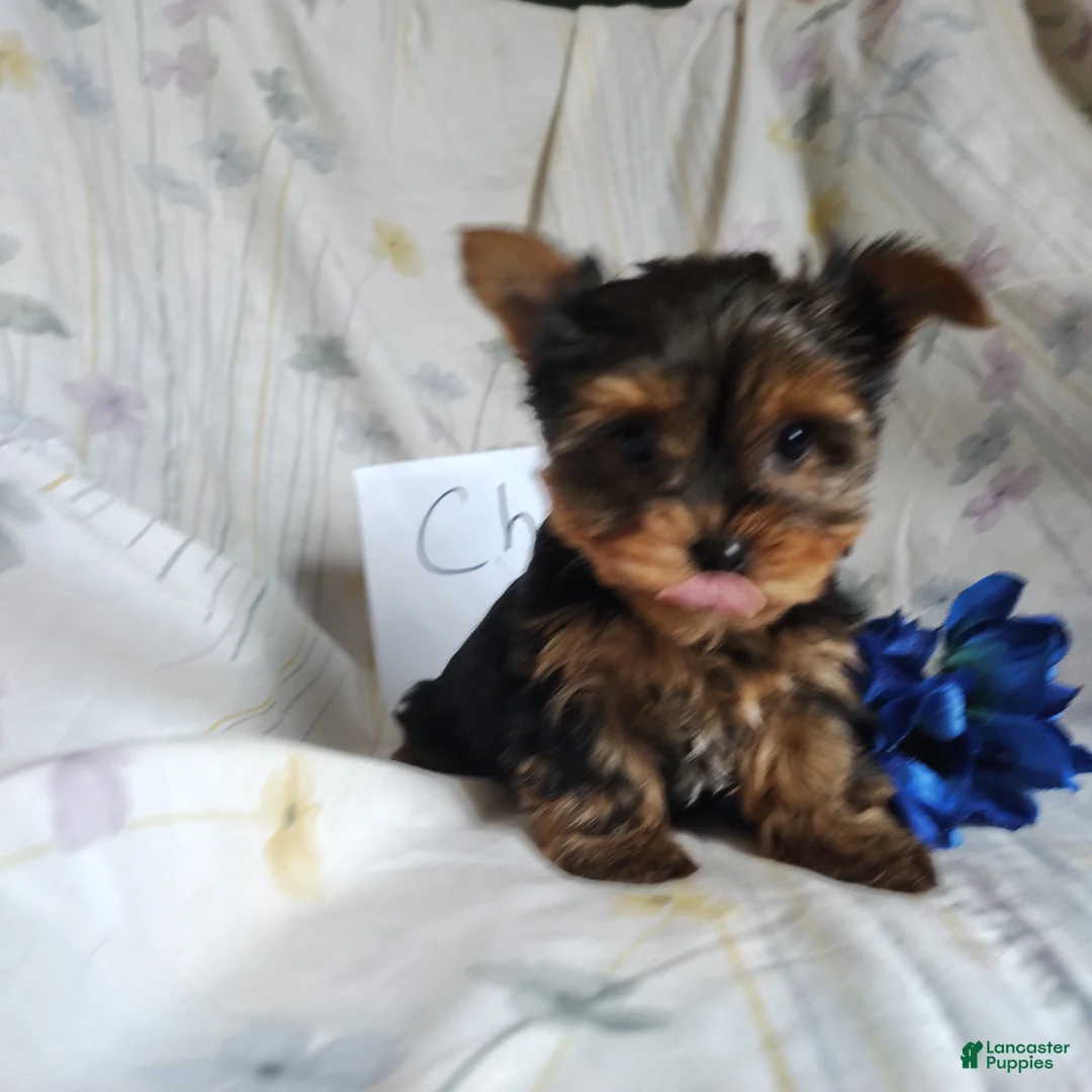 Yorkshire Terrier dogs for sale: Champ - Ad 4