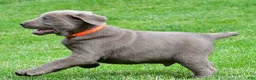 Labrador Retriever dogs for sale: Skittles - Ad 6