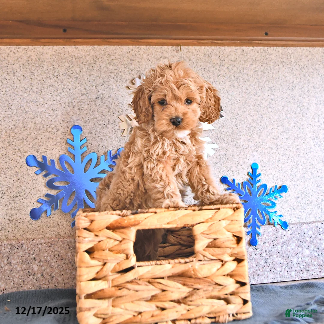 Cockapoo dogs for sale: Bitzy - Ad 7