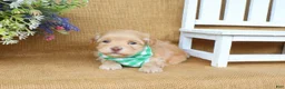 Havanese dogs for sale: Hayes - Ad 3