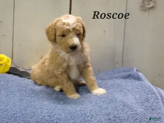 Aussiedoodle dogs Roscoe - Ad 25