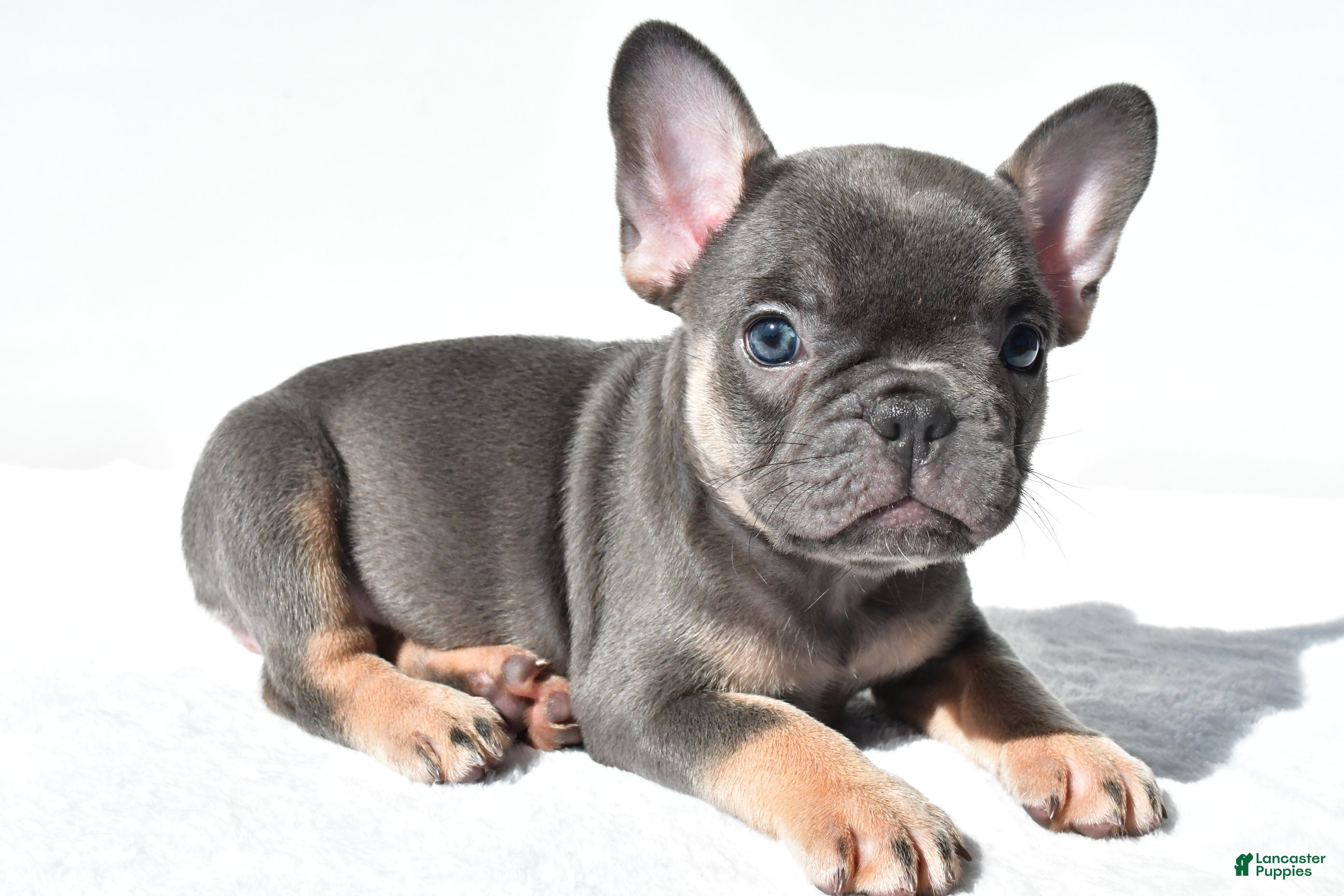 French Bulldog dogs Emma - Ad 1