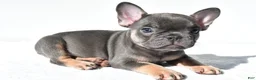 French Bulldog dogs for sale: Emma - Ad 1