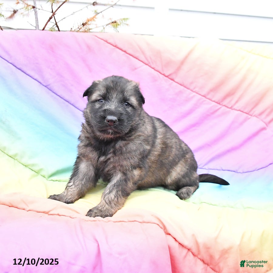 German Shepherd dogs Levi - Ad 34