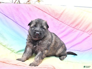 German Shepherd dogs for sale: Levi - Ad 2