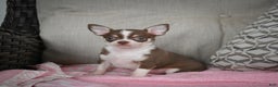 Chihuahua dogs for sale: Isabel - Ad 6
