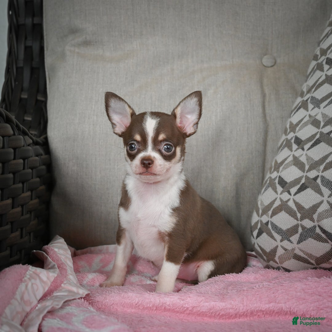 Chihuahua dogs for sale: Isabel - Ad 6