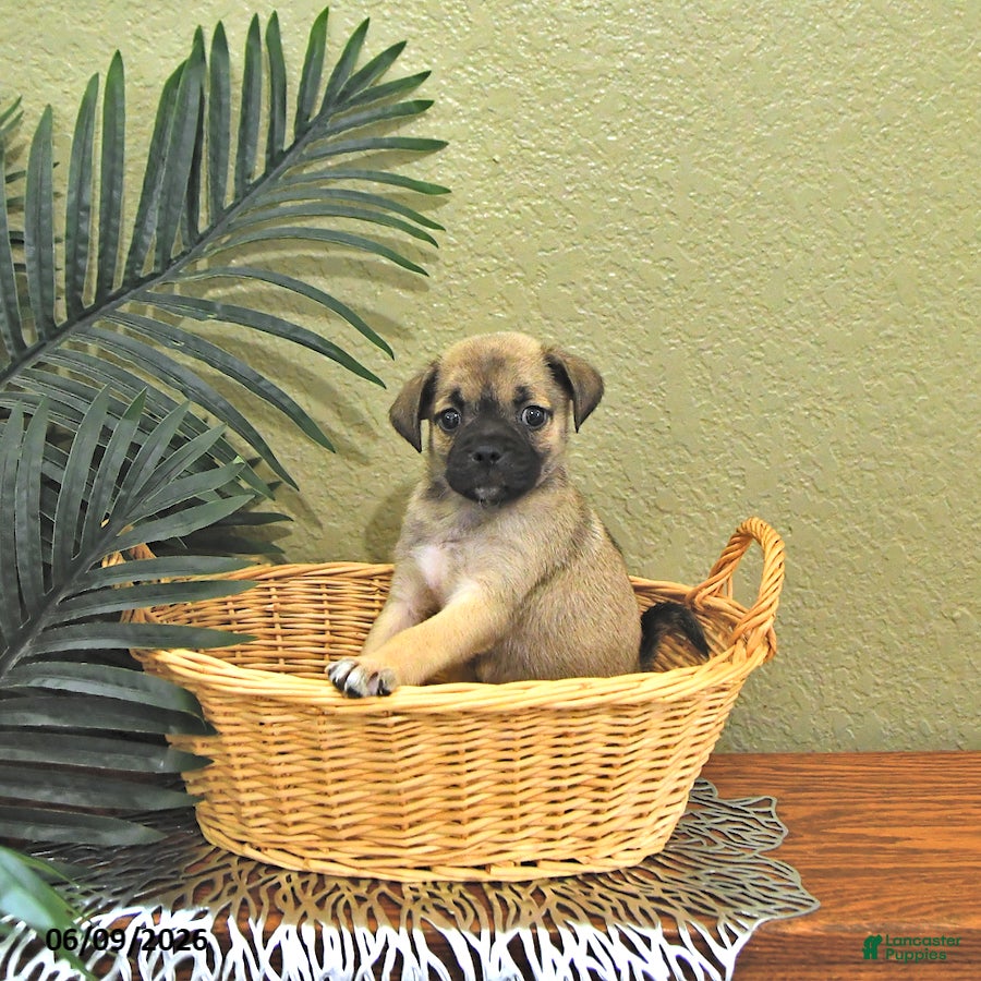 Mixed Breed dogs Casper - Ad 2