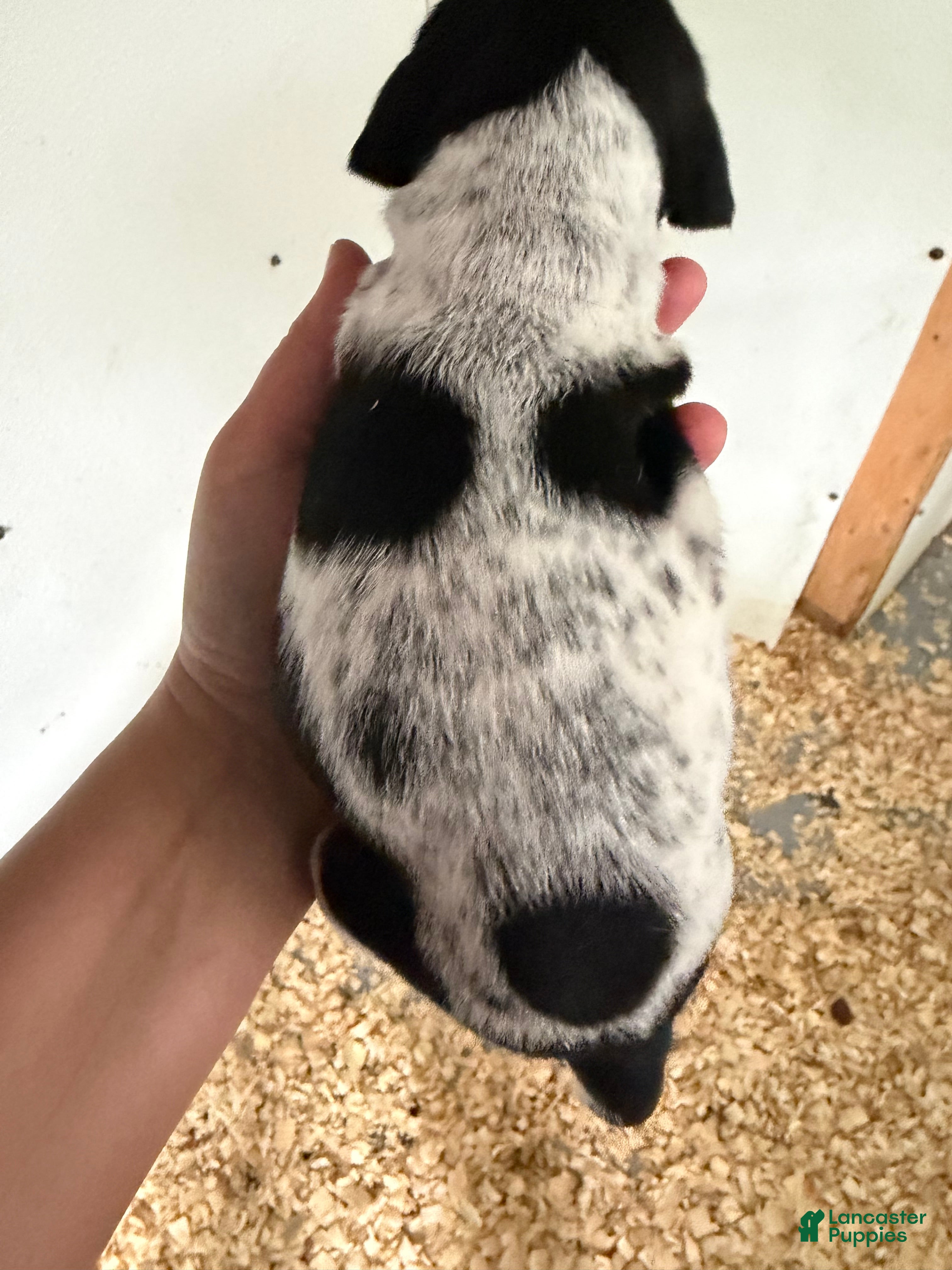 German Shorthaired Pointer dogs Female  - Ad 2