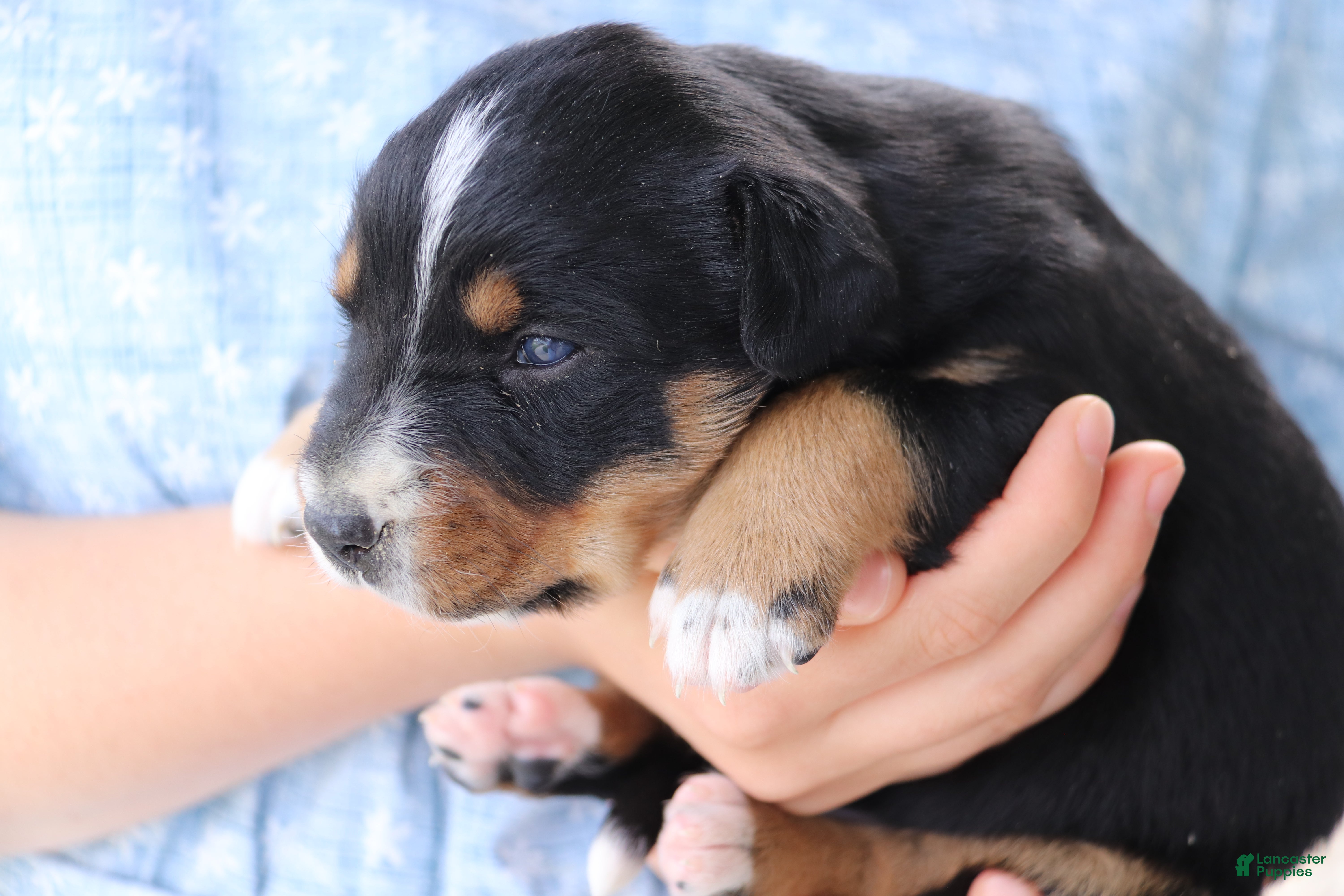 Other breed dogs Border Collie Puppy 1 - Ad 2