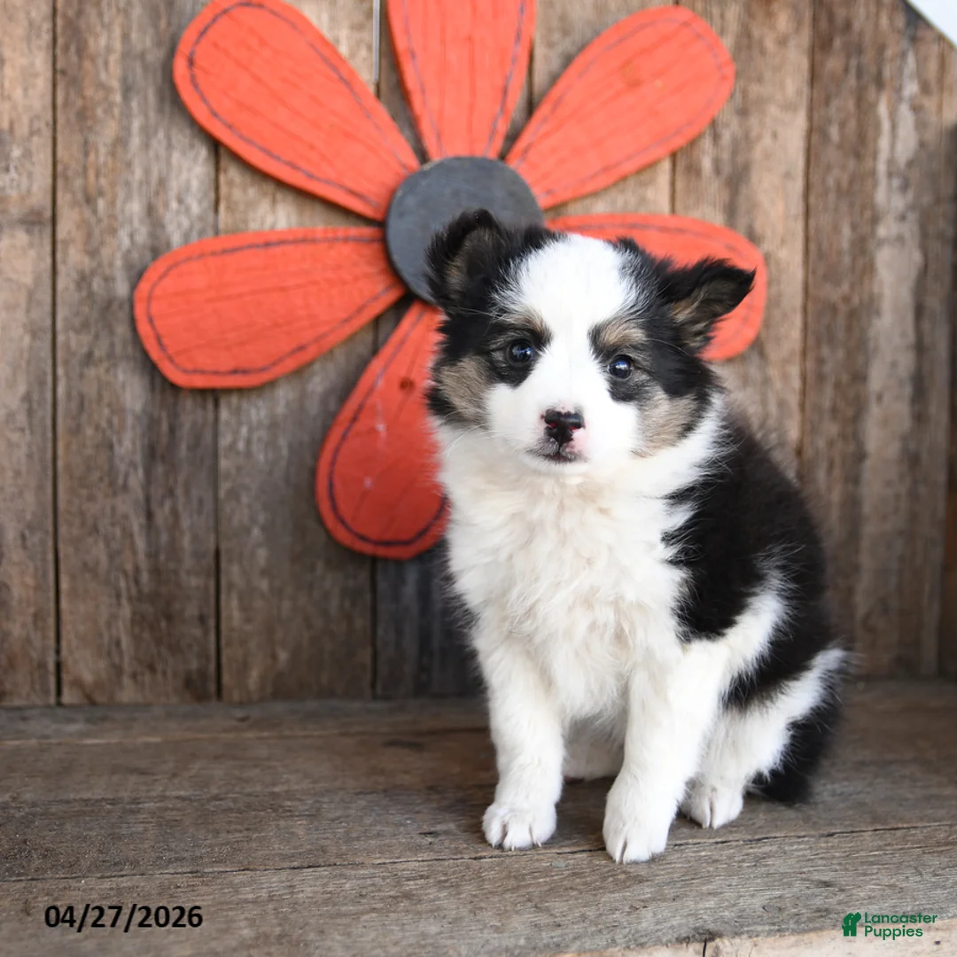 Mixed Breed dogs for sale: Maple Syrup - Ad 3