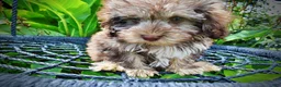 Havapoo dogs for sale: Fancy - Ad 3