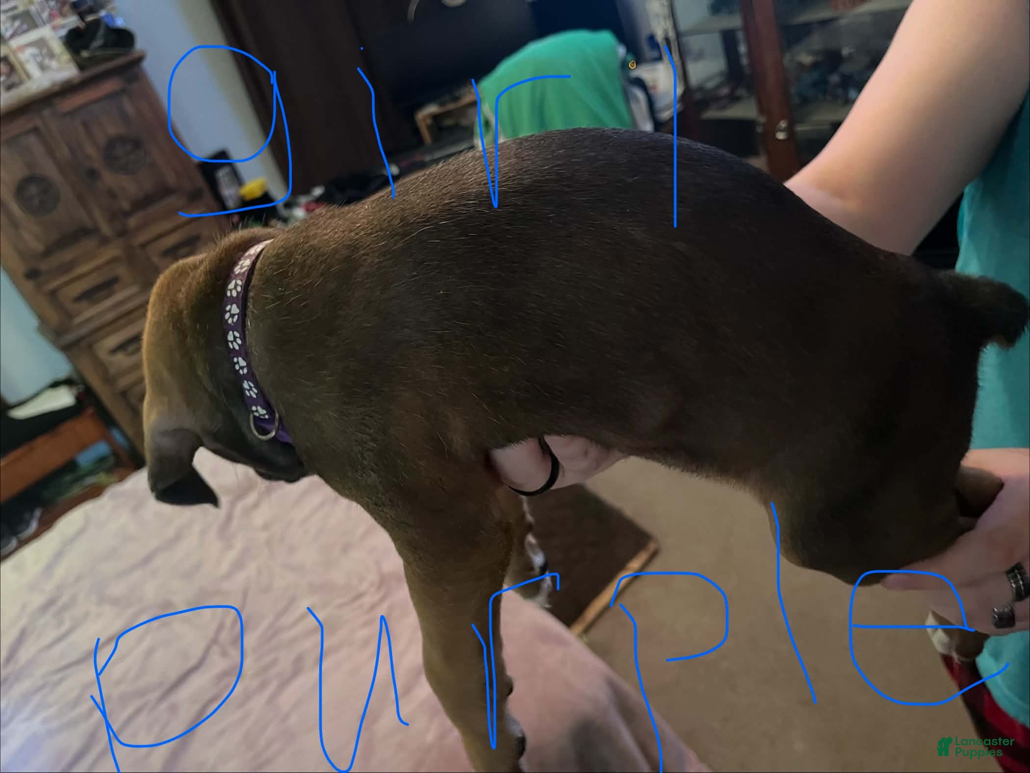 Boxer dogs Boxer 5 - Ad 15
