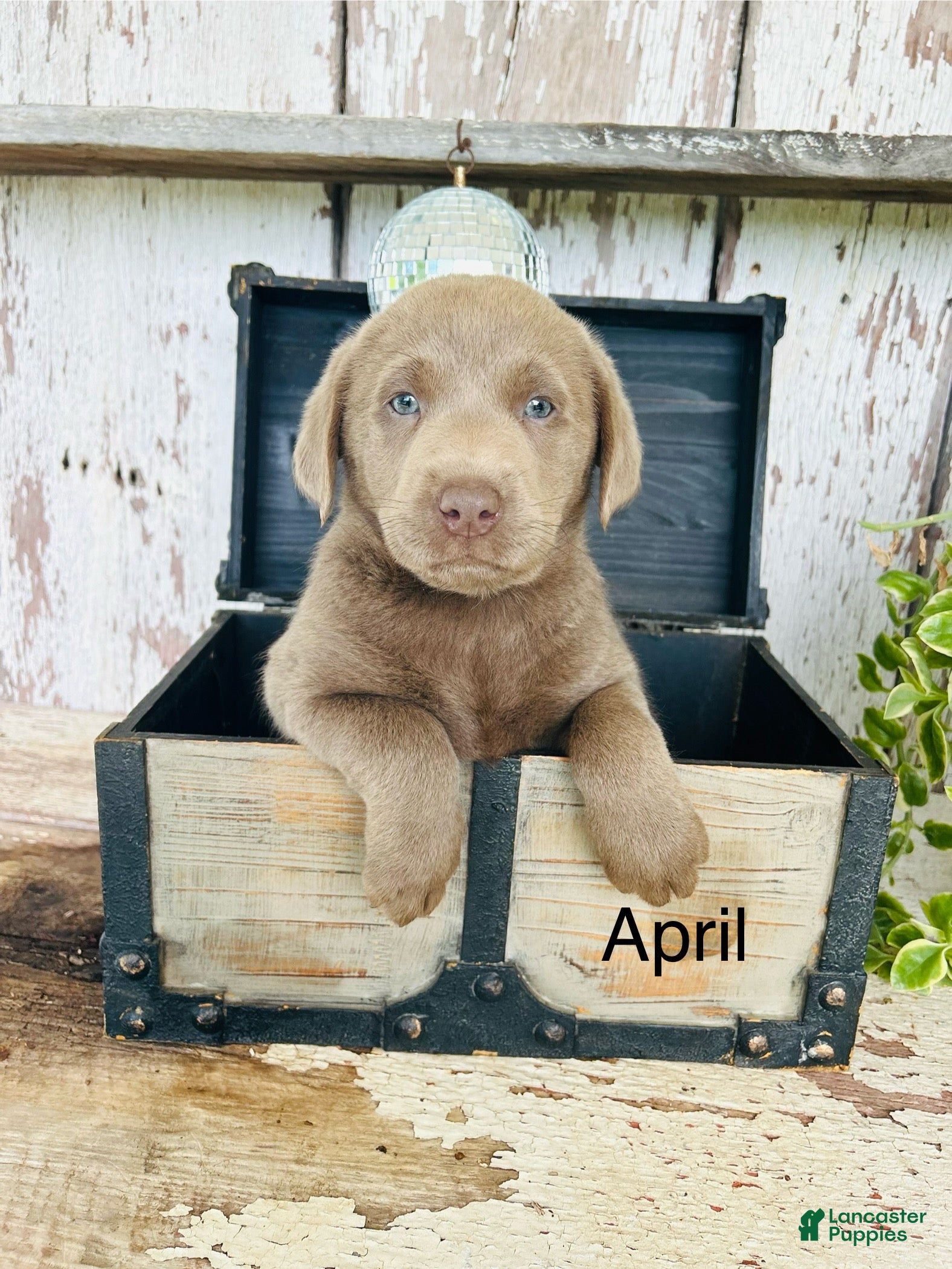 Labrador Retriever dogs April - Ad 1