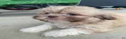 Shih Tzu dogs for sale: Ellie - Ad 3