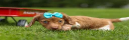 Miniature Dachshund dogs for sale: OLIVER - Ad 12