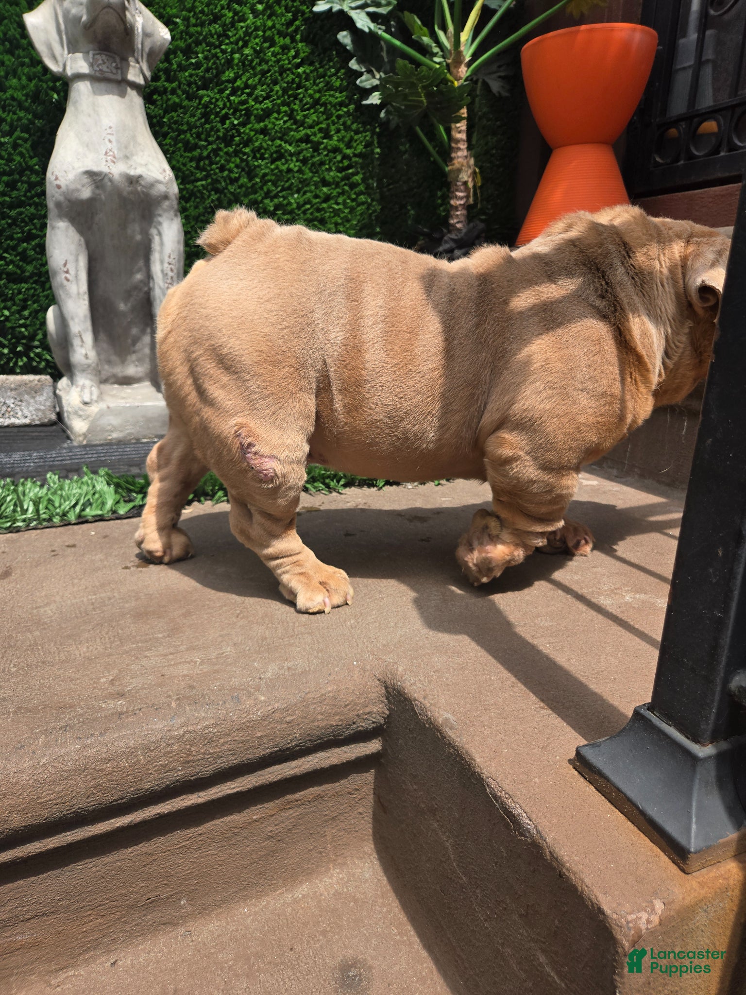English Bulldog dogs OPEN FOR STUD - Ad 2