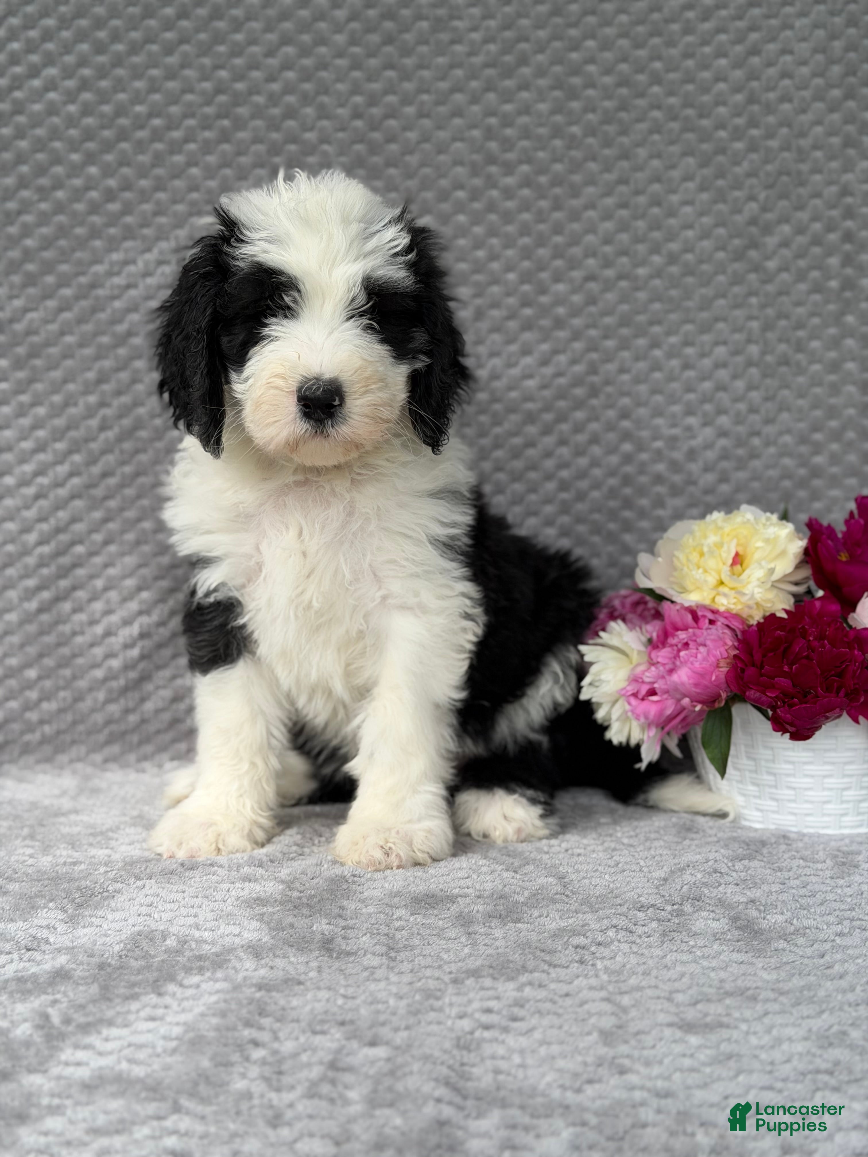 Sheepadoodle dogs Brie - Ad 2