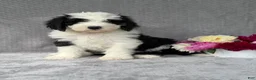 Sheepadoodle dogs for sale: Brie - Ad 2
