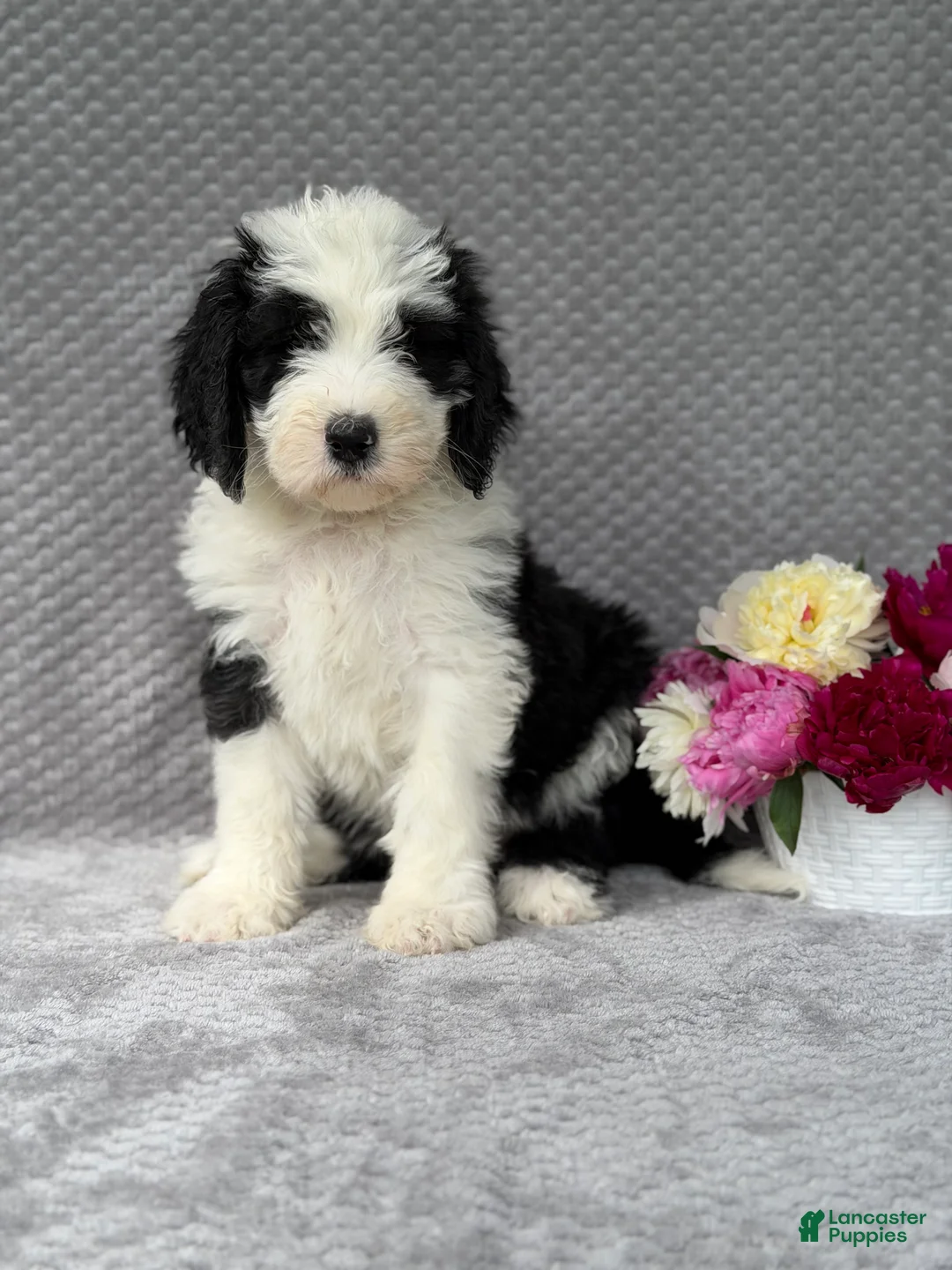 Sheepadoodle dogs for sale: Brie - Ad 2
